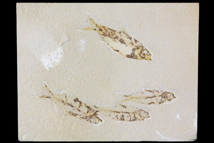 Fossil Fish Plate (Knightia) - Green River Formation #119482